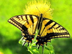 Swallowtail