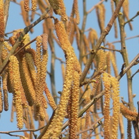 Hazel blooming