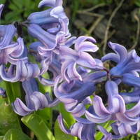 Hyacinth