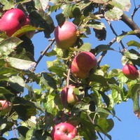 ripe apples