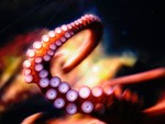 Octopus Tentacles