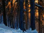 sunset in the winter woods