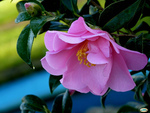 Camelia Flower