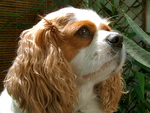 Cavalier King Charles Spaniel Darcy