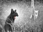 Black and White, Cats