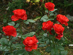 Dewy Red Roses