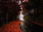 autumn road