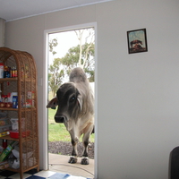 I said "whats for breakfast" not "who"