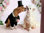 *Doggie Wedding*