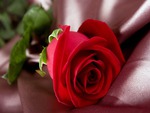 Red Rose