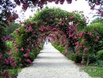 pathway with roses