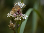 Happy Mouse