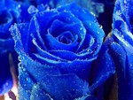 Blue roses
