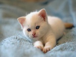 Cute Kitten
