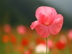Beautiful Pink Poppy
