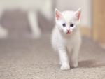 Cute White Kitty