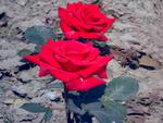 Red roses
