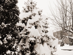 Snowy Tree