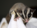 Cute Sugar glider
