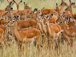 herd of female impala masai mara kenya