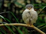 Pygmy Falcon