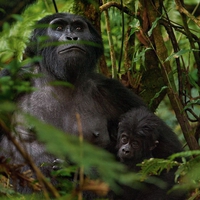 "Mountain gorillas....Africa"