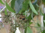 garden spider