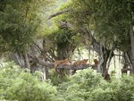 lioness on log