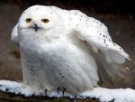 Snowy Owl