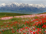 Colorado Poppy Field