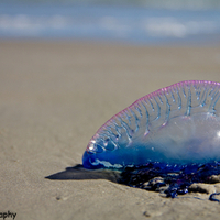 Jelly fish off shore