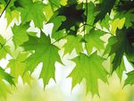 Leaves of a maple tree