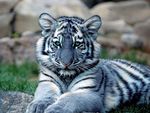 Maltese Tiger