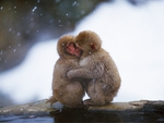 Monkeys in Winter
