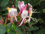 honeysuckle bloom