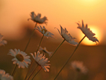 Sunset Daisies