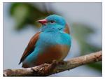 Red-cheeked Cordon-bleu