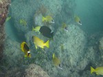 Reef fish common to Red Sea