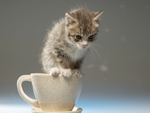 a coffee cup full cuteness