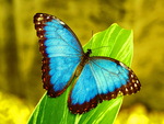 Morpho blue