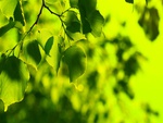 Green Leaves