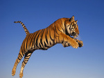 Flying Tiger