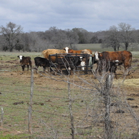 Texas Cows eating on a rainy day.
