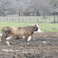 Cow in a muddy field