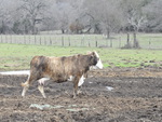 Cow in a muddy field