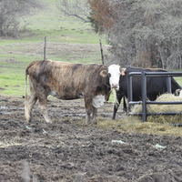 Cow asking, "Why are you taking my picture while I am eating?"