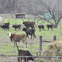 A field of cows in Texas!
