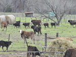 A field of cows in Texas!
