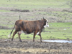 Texas cow walking in the mud during the rain.
