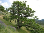 oak tree